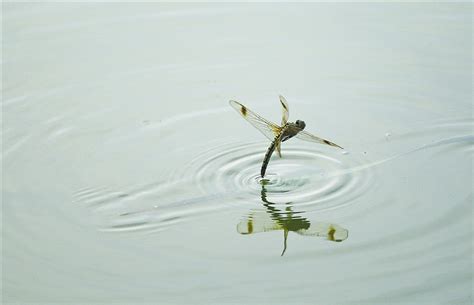 蜻蜓点水|蜻蜓点水(蜻蜓點水)的意思